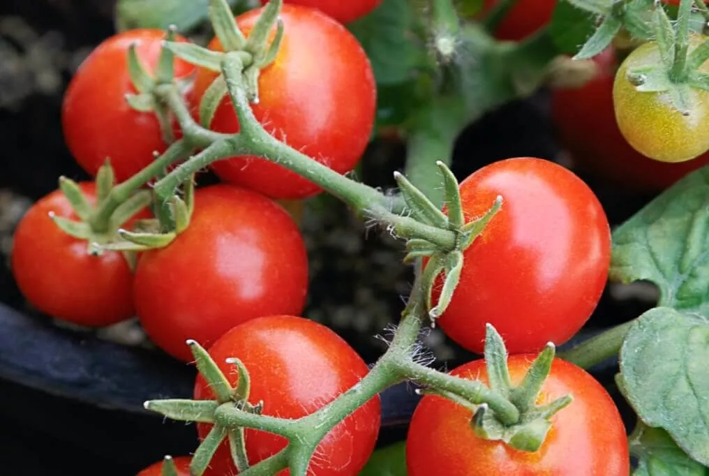 Red Robin Tomato