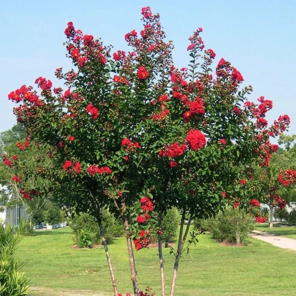 Red Rocket Crape Myrtle