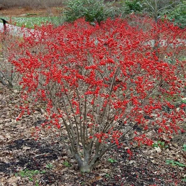 Red Sprite Winterberry Holly