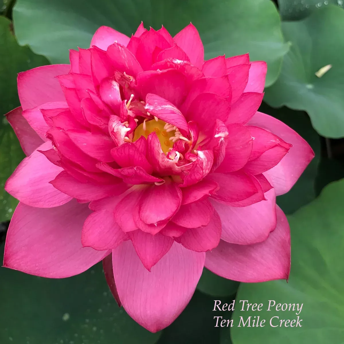 Red Tree Peony - Brilliant Red!