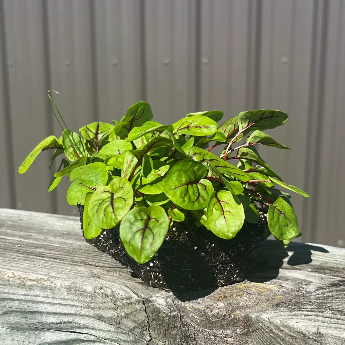 Red Veined Sorrel Microgreens