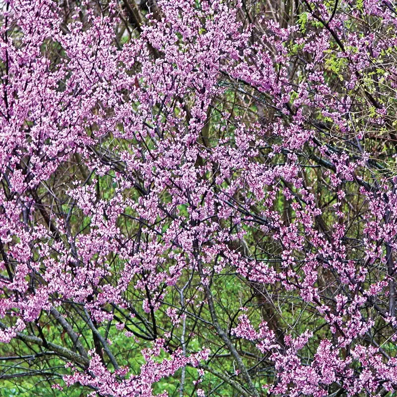Redbud Tree