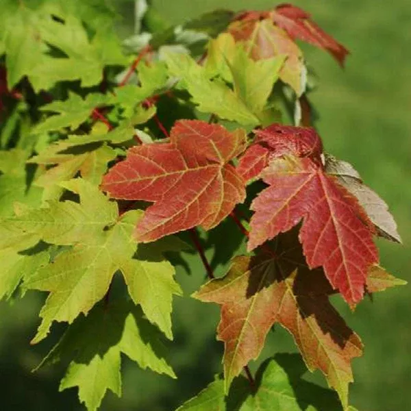 Redpointe Red Maple