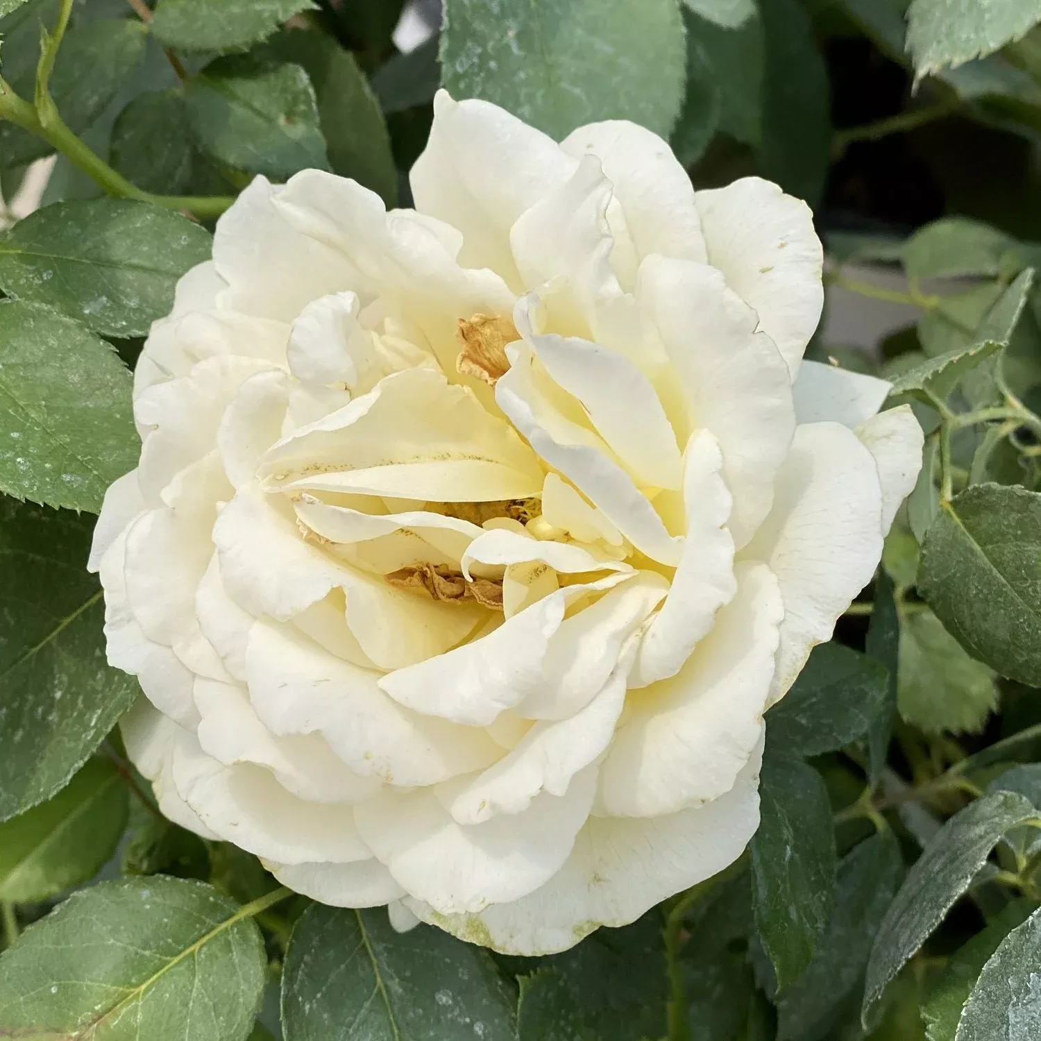 Reminiscent Crema Rose (Rosa)