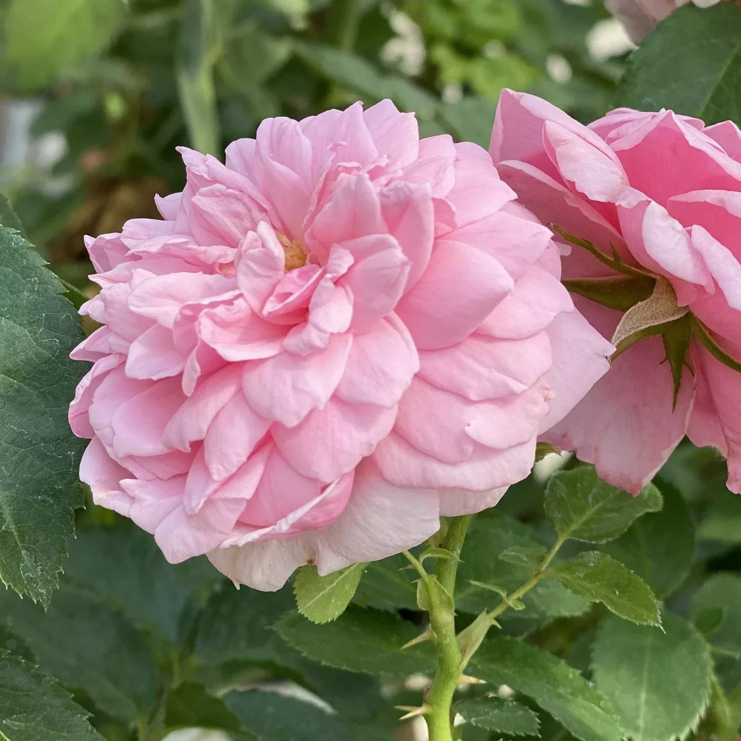 Reminiscent Pink Rose (Rosa)