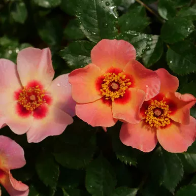 Ringo All-Star™ Rose