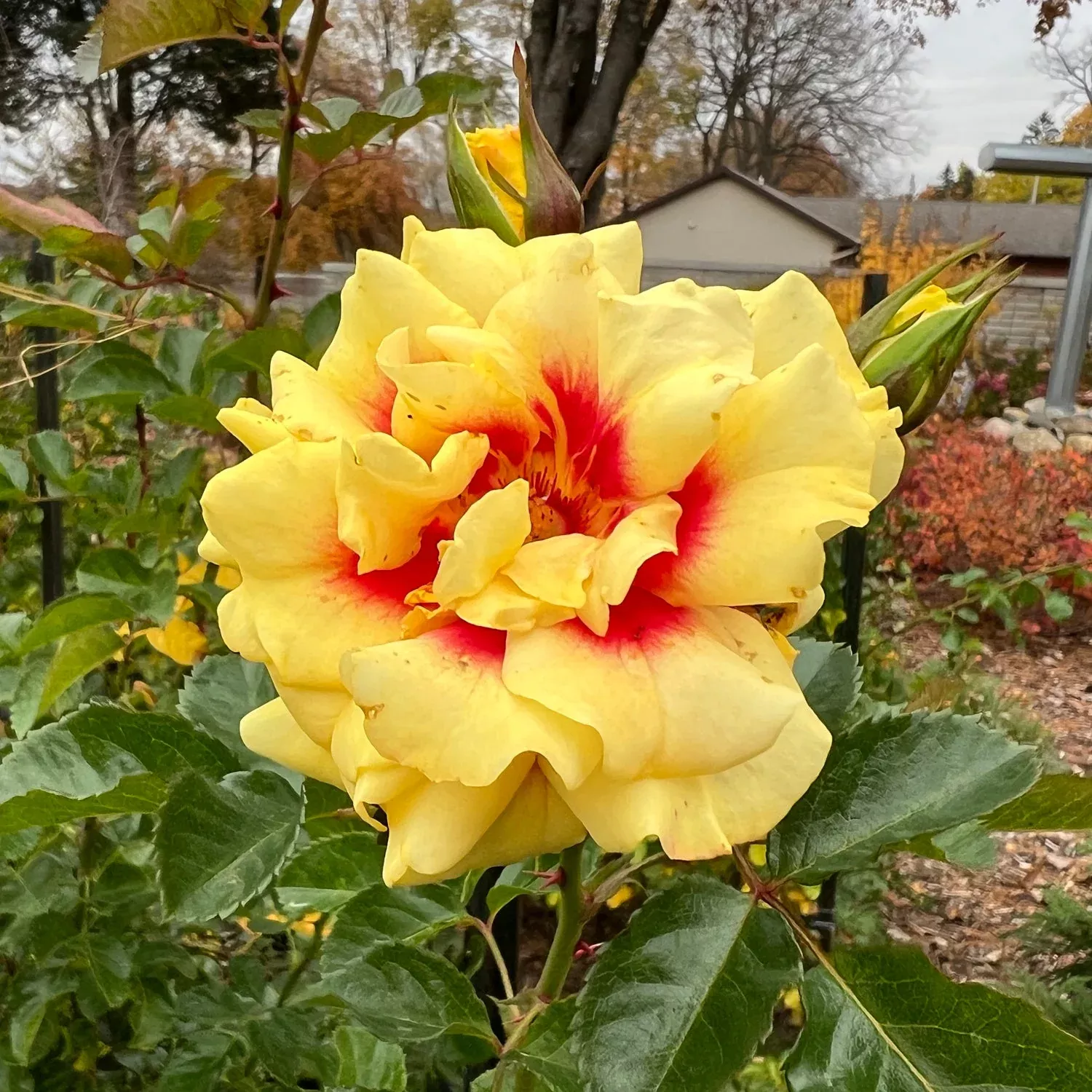 Rise Up Ringo Climbing Rose (Rosa)
