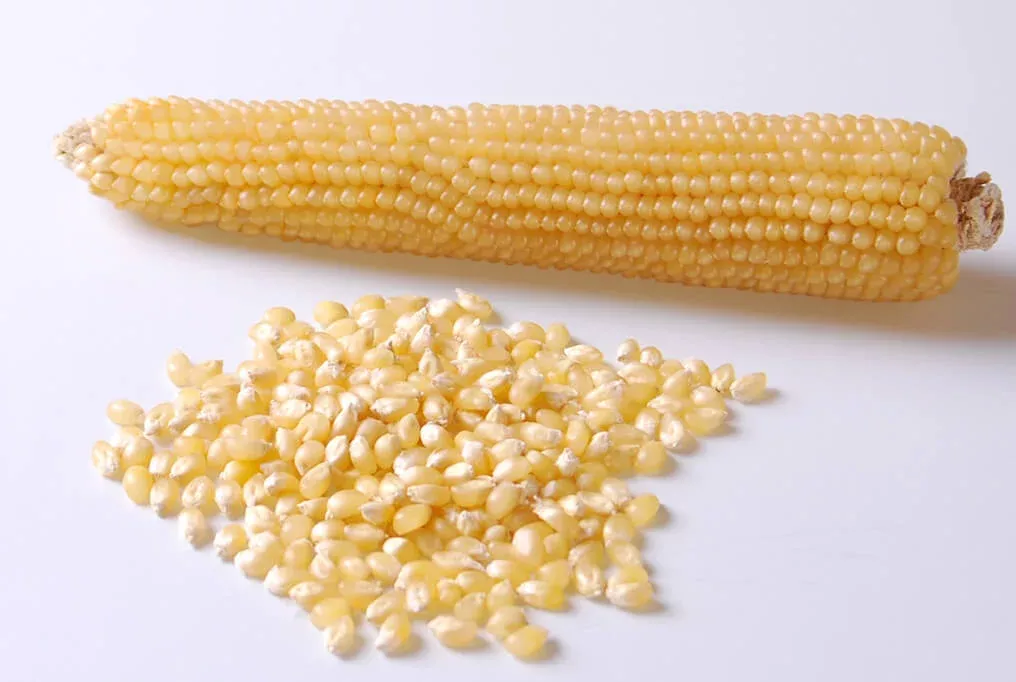 Robust White Hybrid Popcorn F1