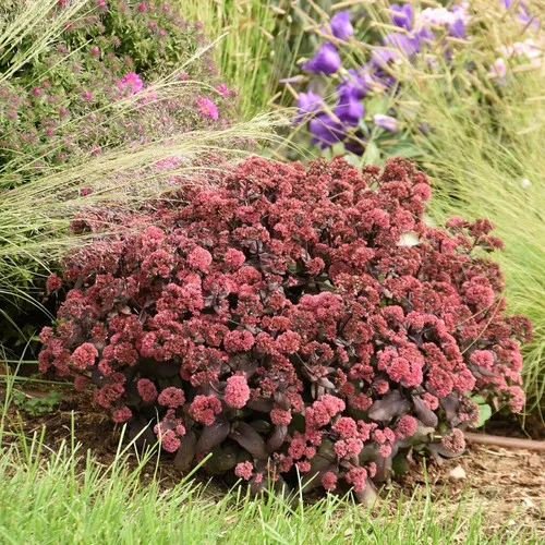 Rock 'N Grow 'Midnight Velvet' Stonecrop (Sedum)