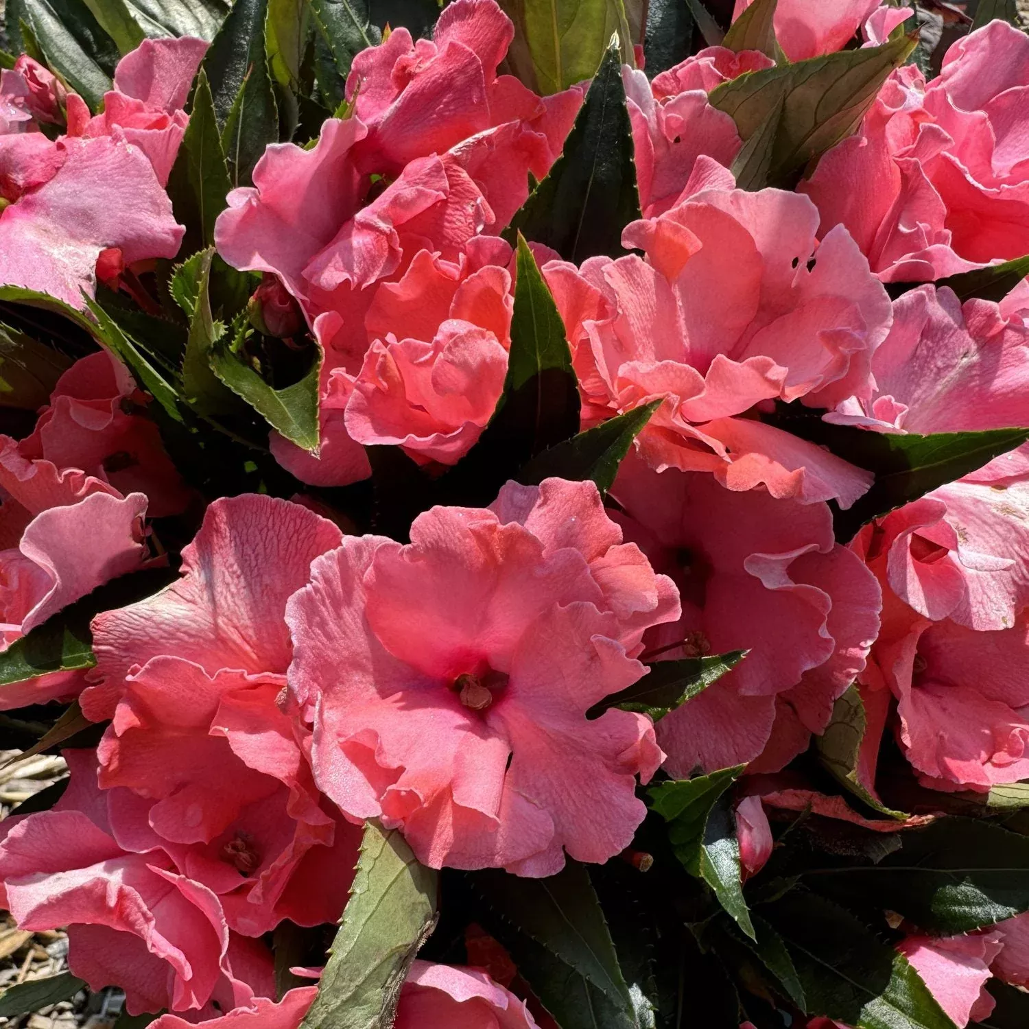Rollercoaster Tangy Taffy New Guinea Impatiens