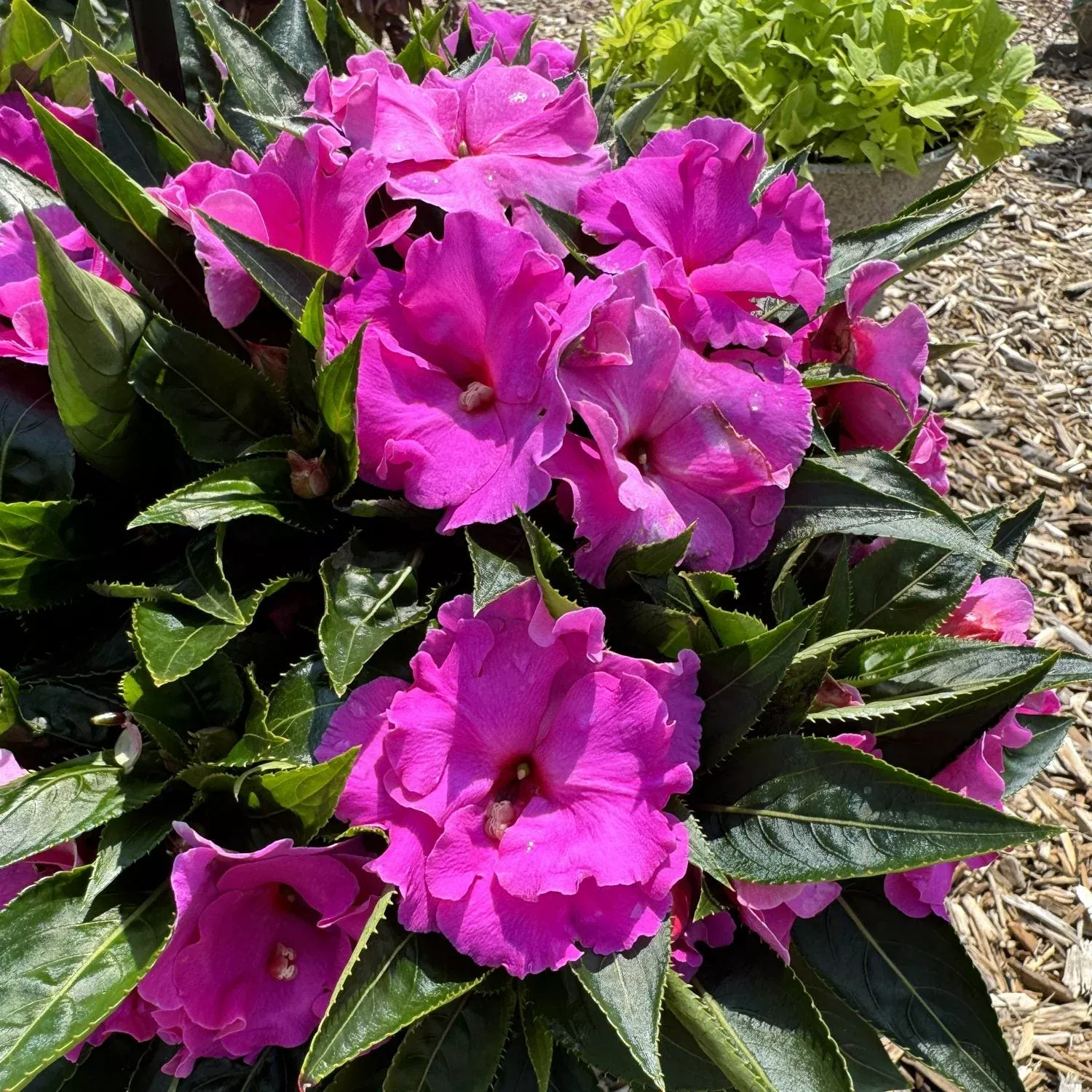 Rollercoaster Valraven Violet New Guinea Impatiens