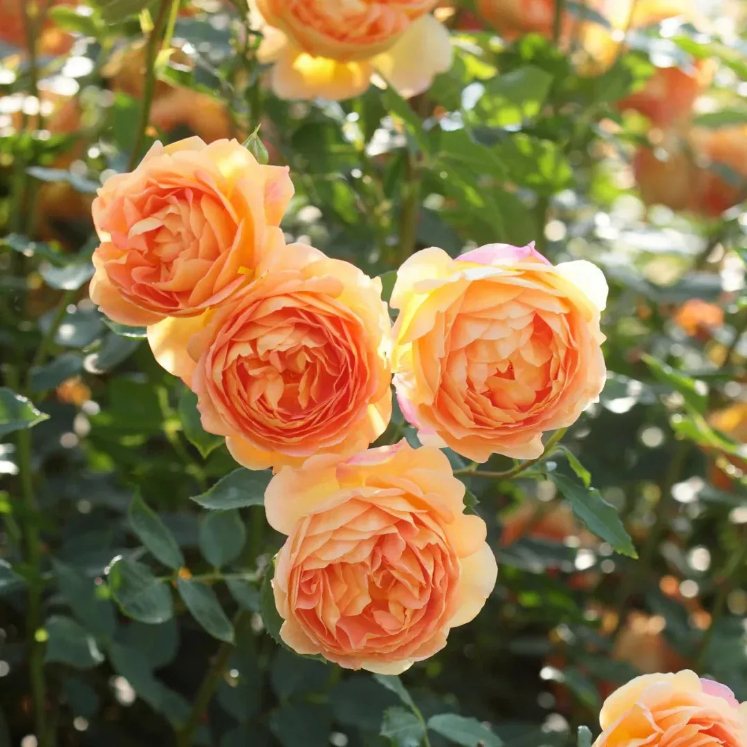 Rosa 'Lady of Shalott™' by David Austin