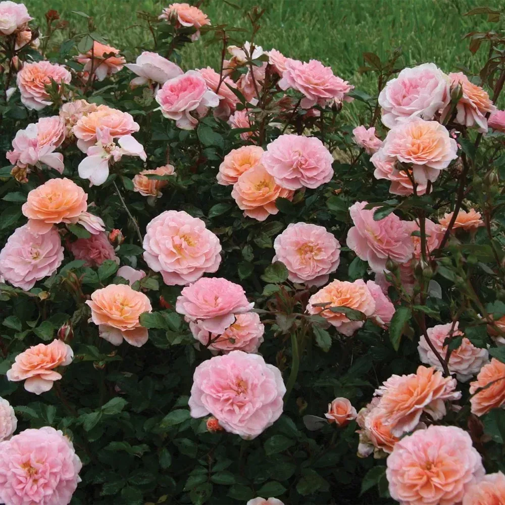 Rose dr. 'Apricot Drift'