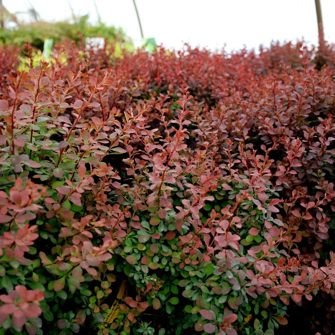 Royal Burgundy Barberry