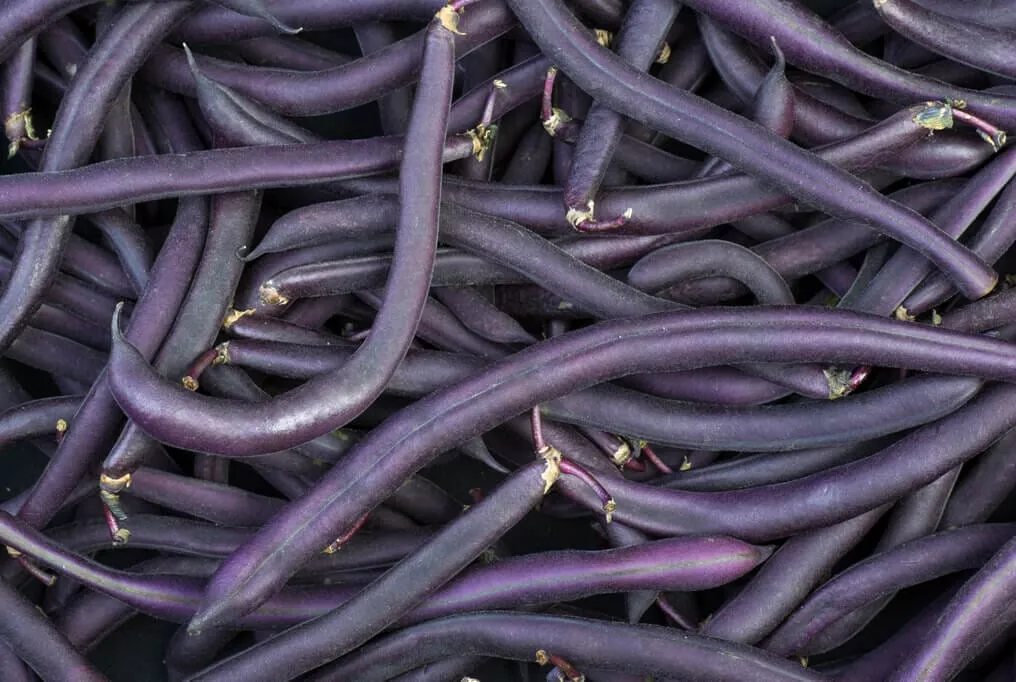 Royal Burgundy Bean