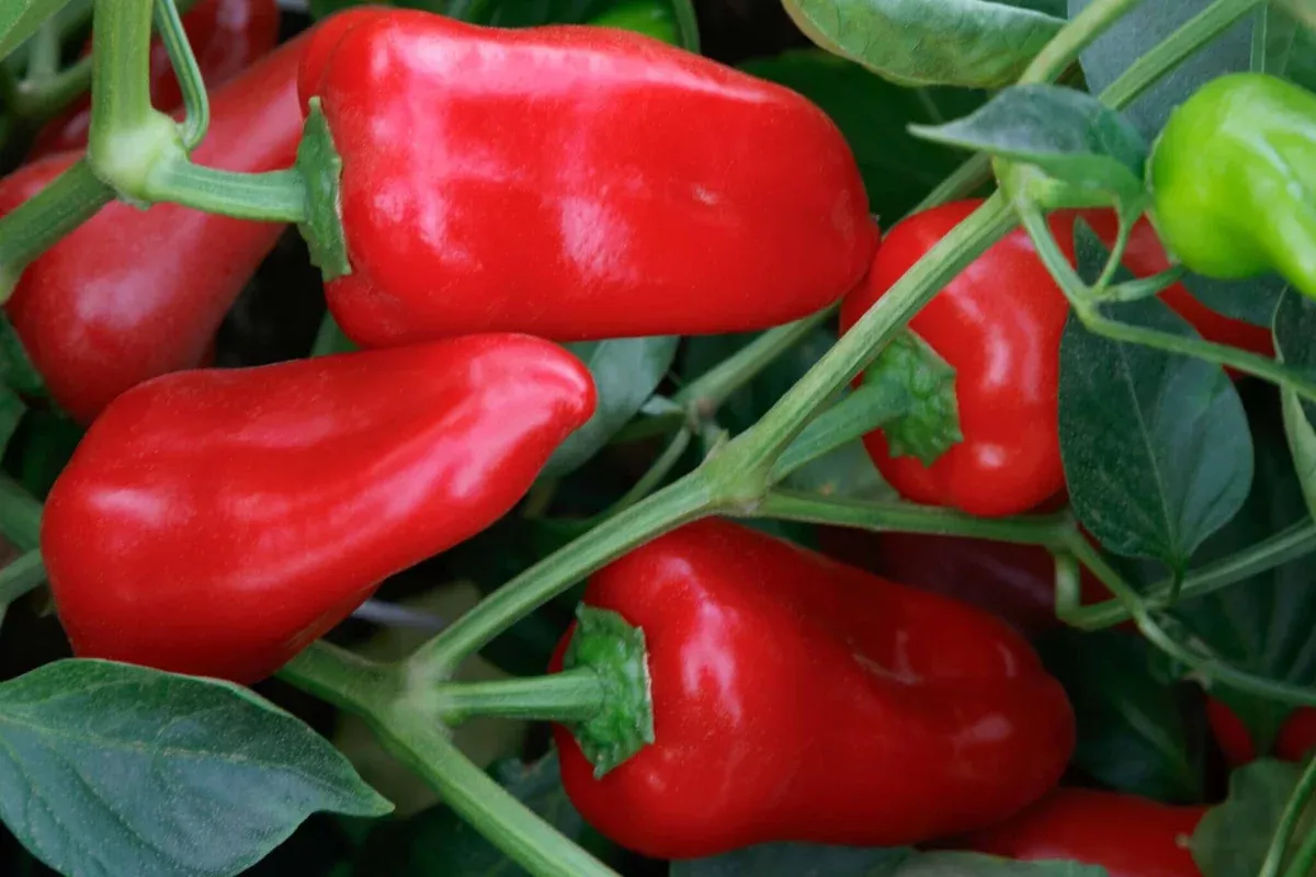 Ruby Delite Hybrid Pepper F1
