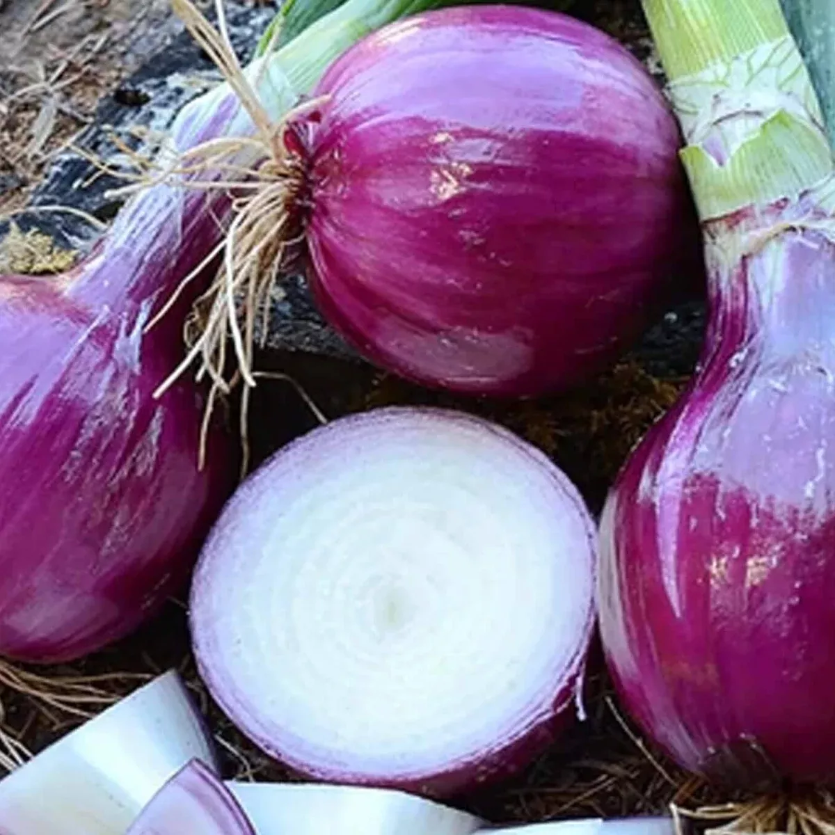 Ruby Red Onion