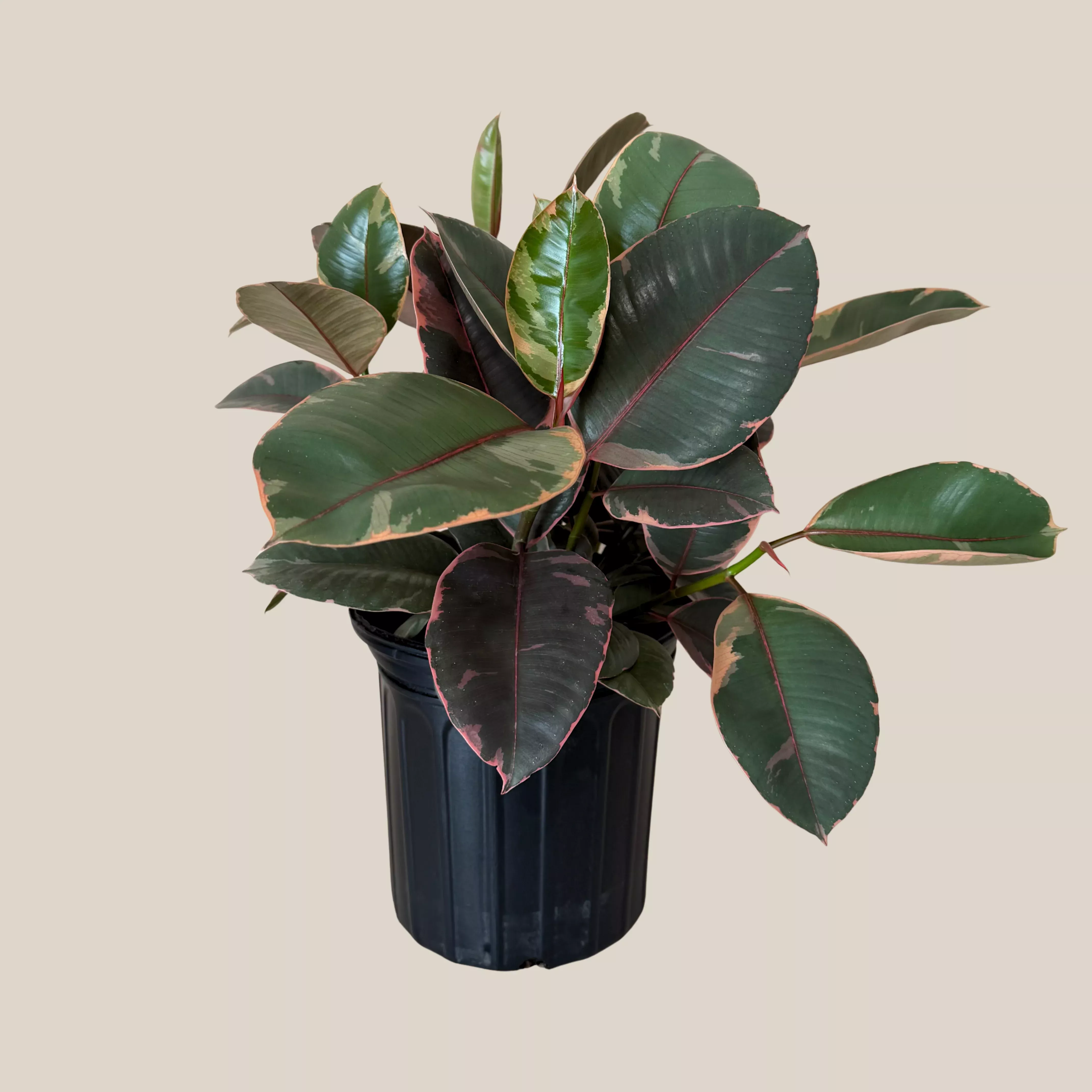 Ruby Rubber Tree (Ficus Elastica�'Ruby') - 8 Inch Indoor Houseplant