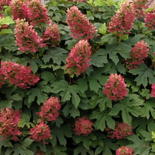 'Ruby Slippers' Oakleaf Hydrangea