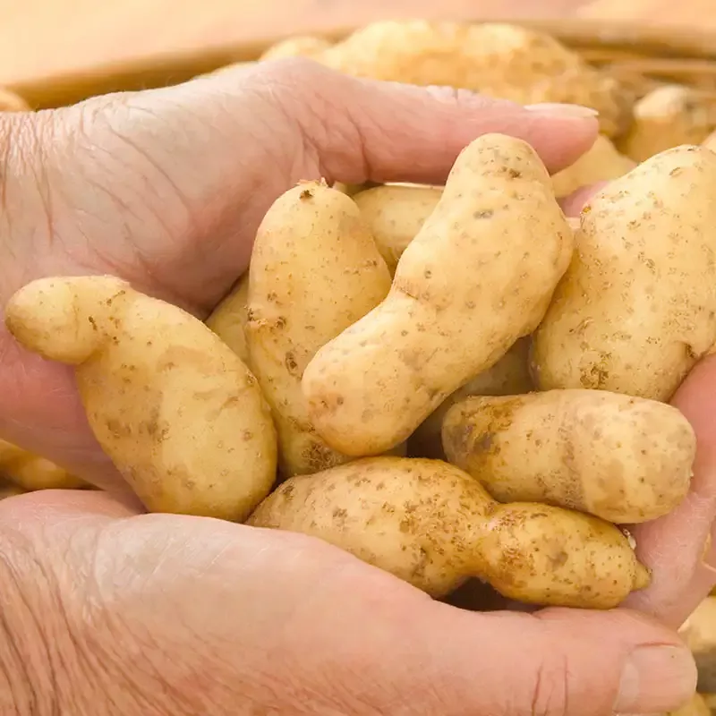 Russian Banana Potato