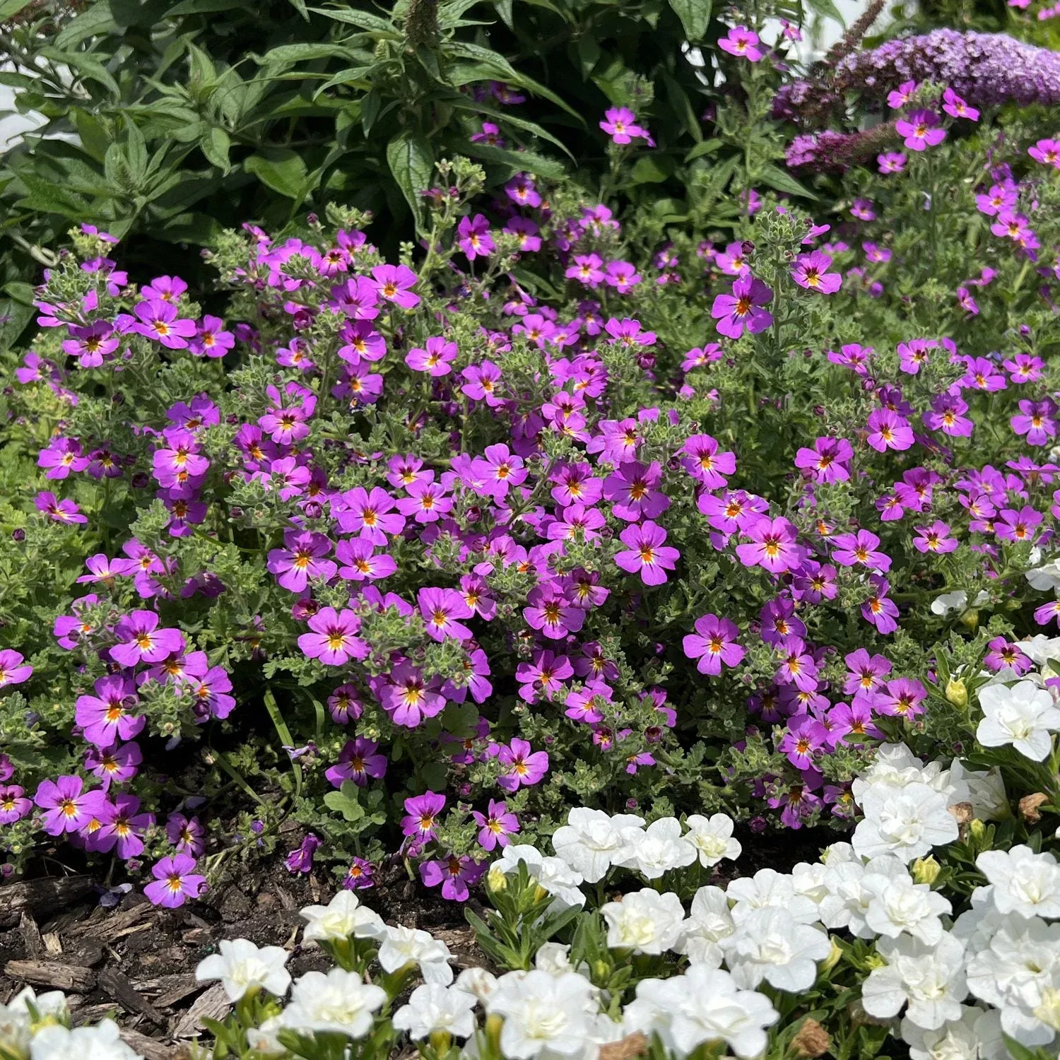 Safari Dusk™ South African Phlox (Jamesbrittenia)