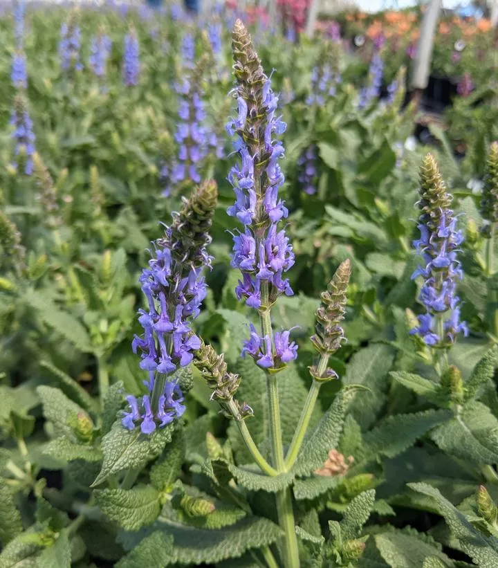 Salvia Blue Hill
