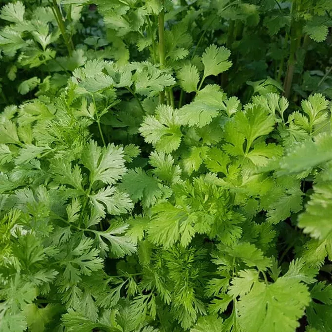 Santo Cilantro