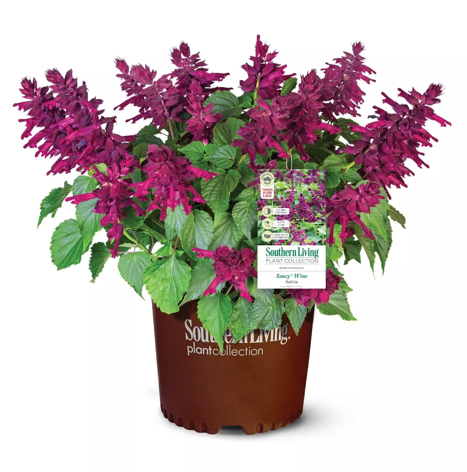Saucy Purple Salvia