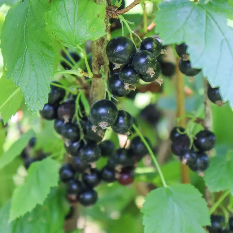 Savannah Zap™ Black Currant