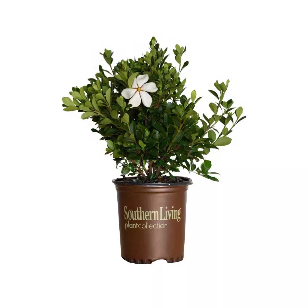 ScentAmazing Gardenia