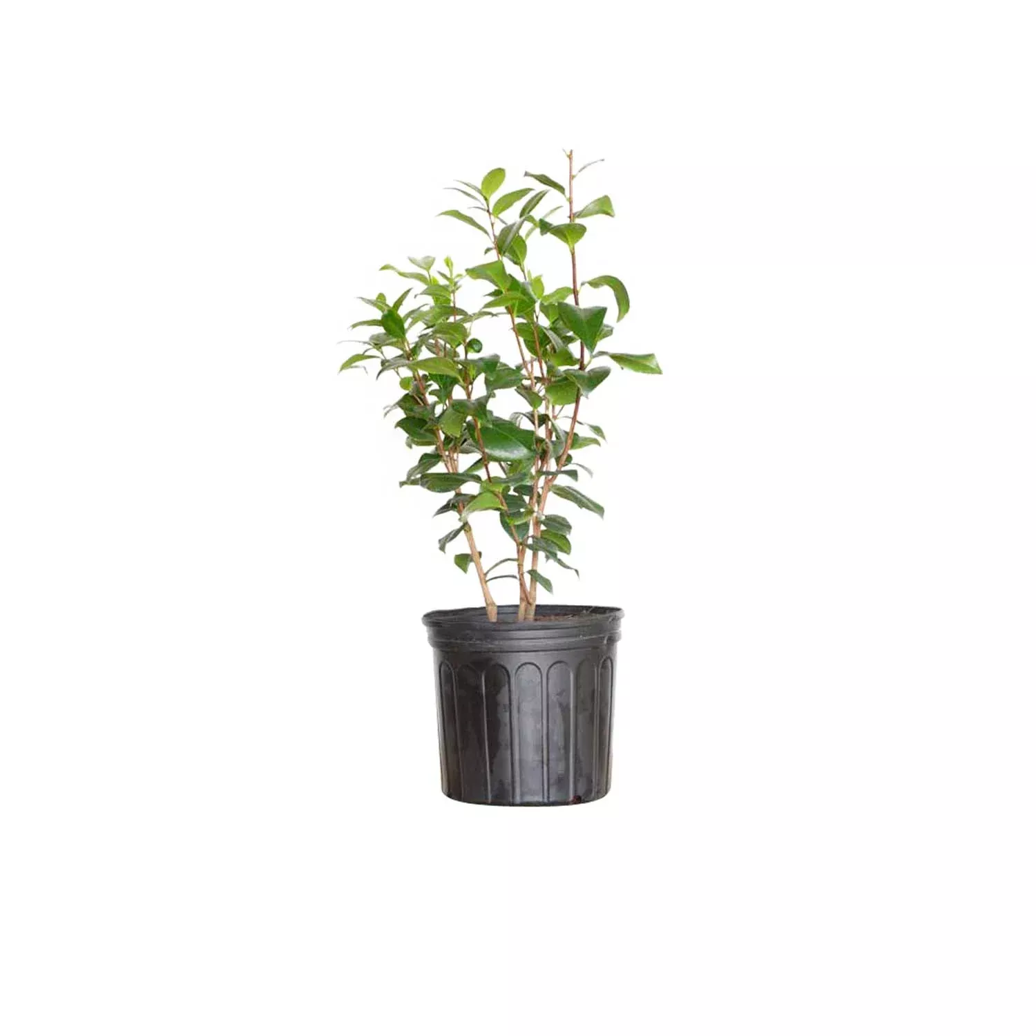 Seafoam Camellia (Japonica)