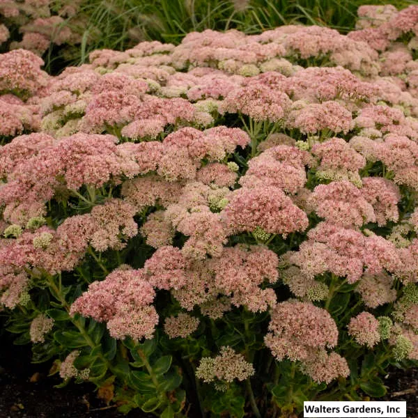 Sedum 'Autumn Joy'