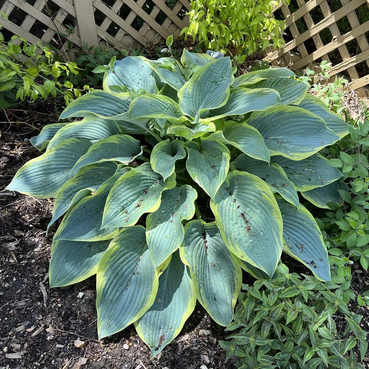 Shadowland Giant Collection 'Gigantosaurus' Hosta