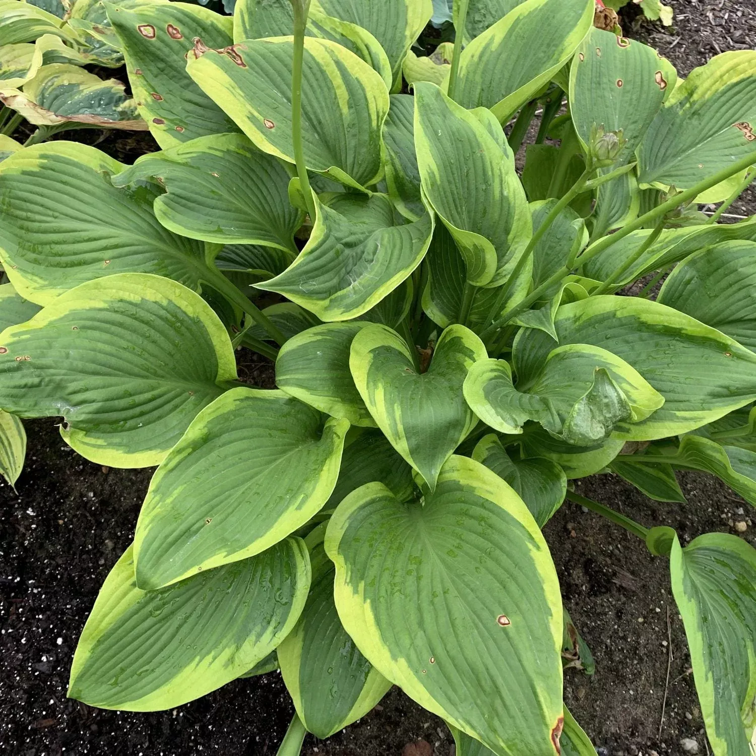 Shadowland Giant Collection 'Lone Star' Hosta