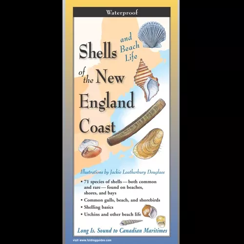 Shells and Beach Life of the New England Coast, Folding Guide