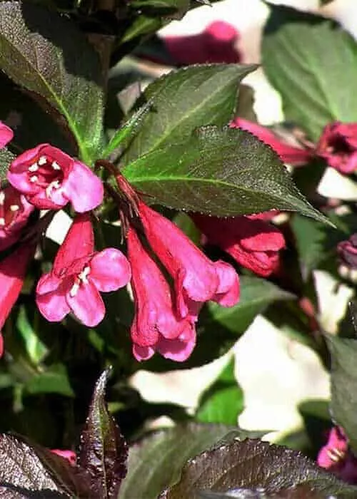 Shining Sensation Weigela