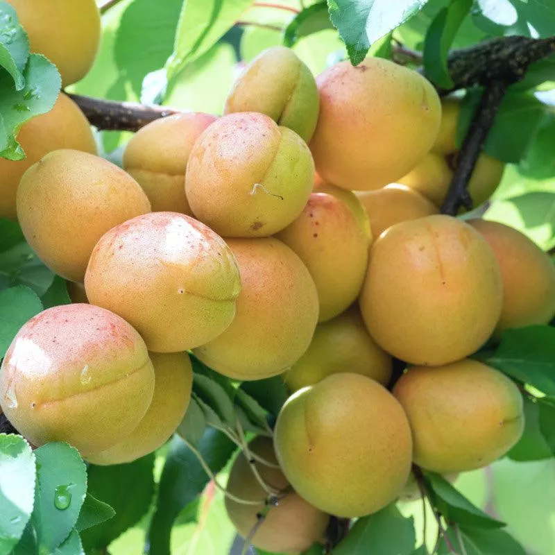 Sicilian Nectarine Tree