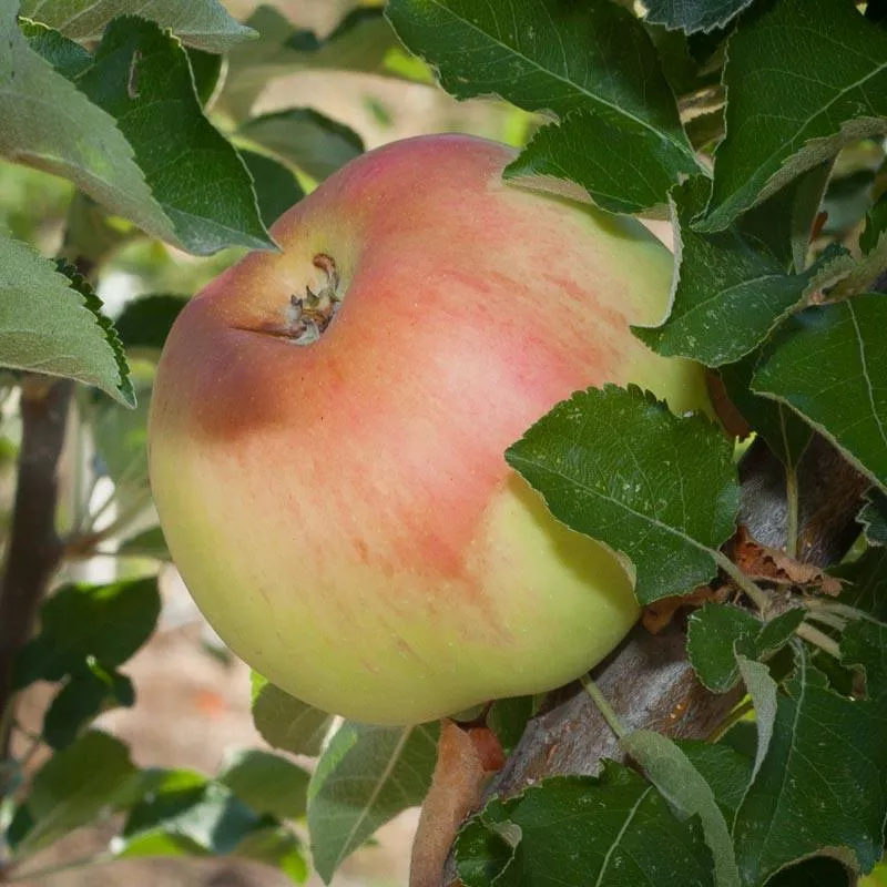 Sierra Beauty Apple Tree