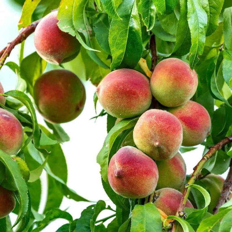 Silver Logan White Peach Tree