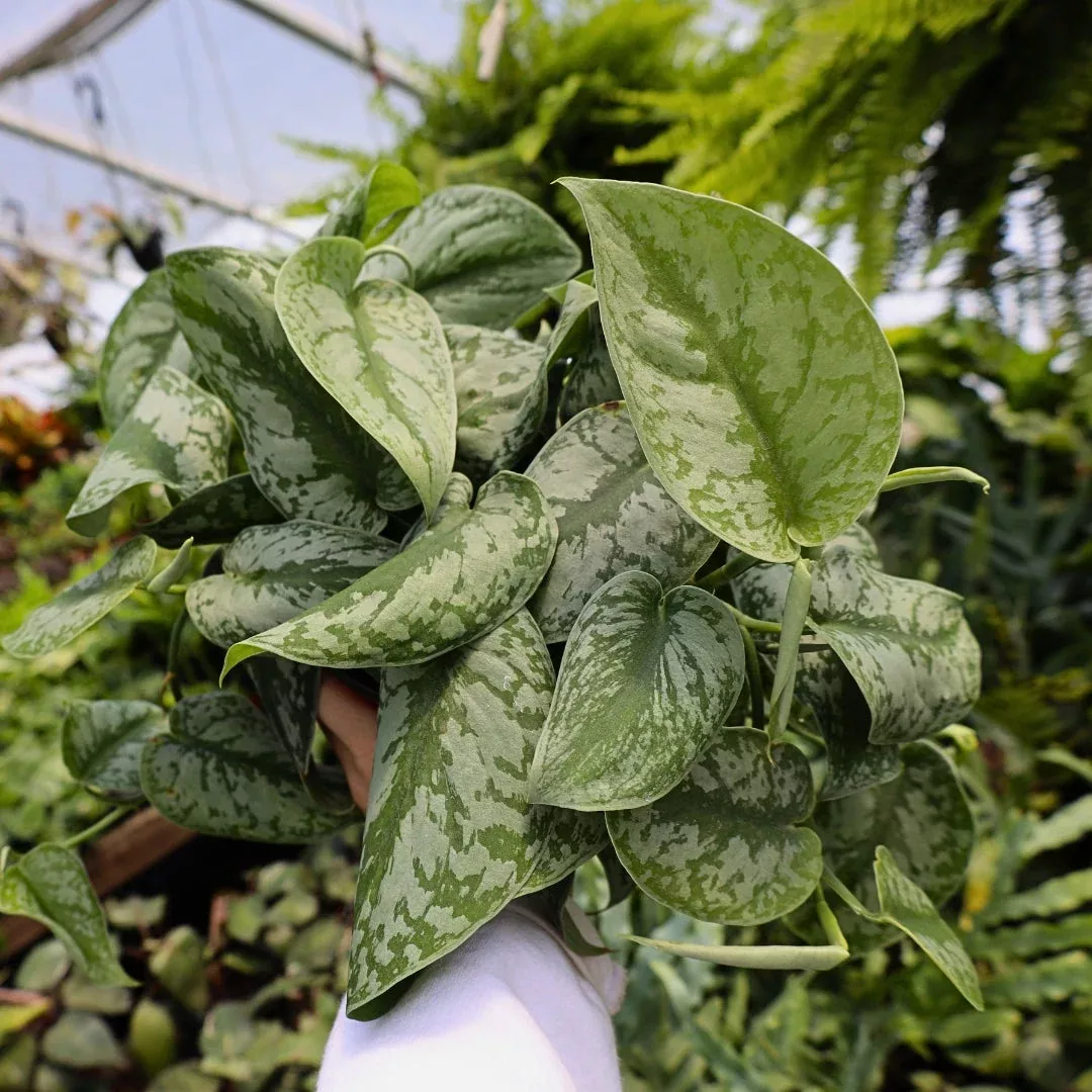 Silver Satin Pothos