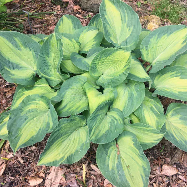 'Sister Act' Starter Hosta.Super Easy to Grow. Super Cool. Ready for Spring Planting.