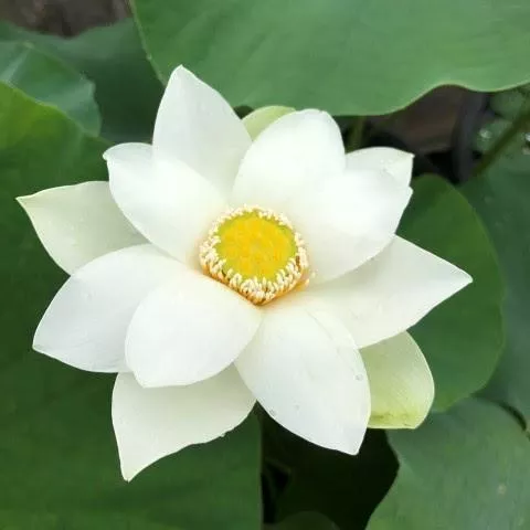 Snow Beauty - Pure White Beauty! Edible rhizomes!