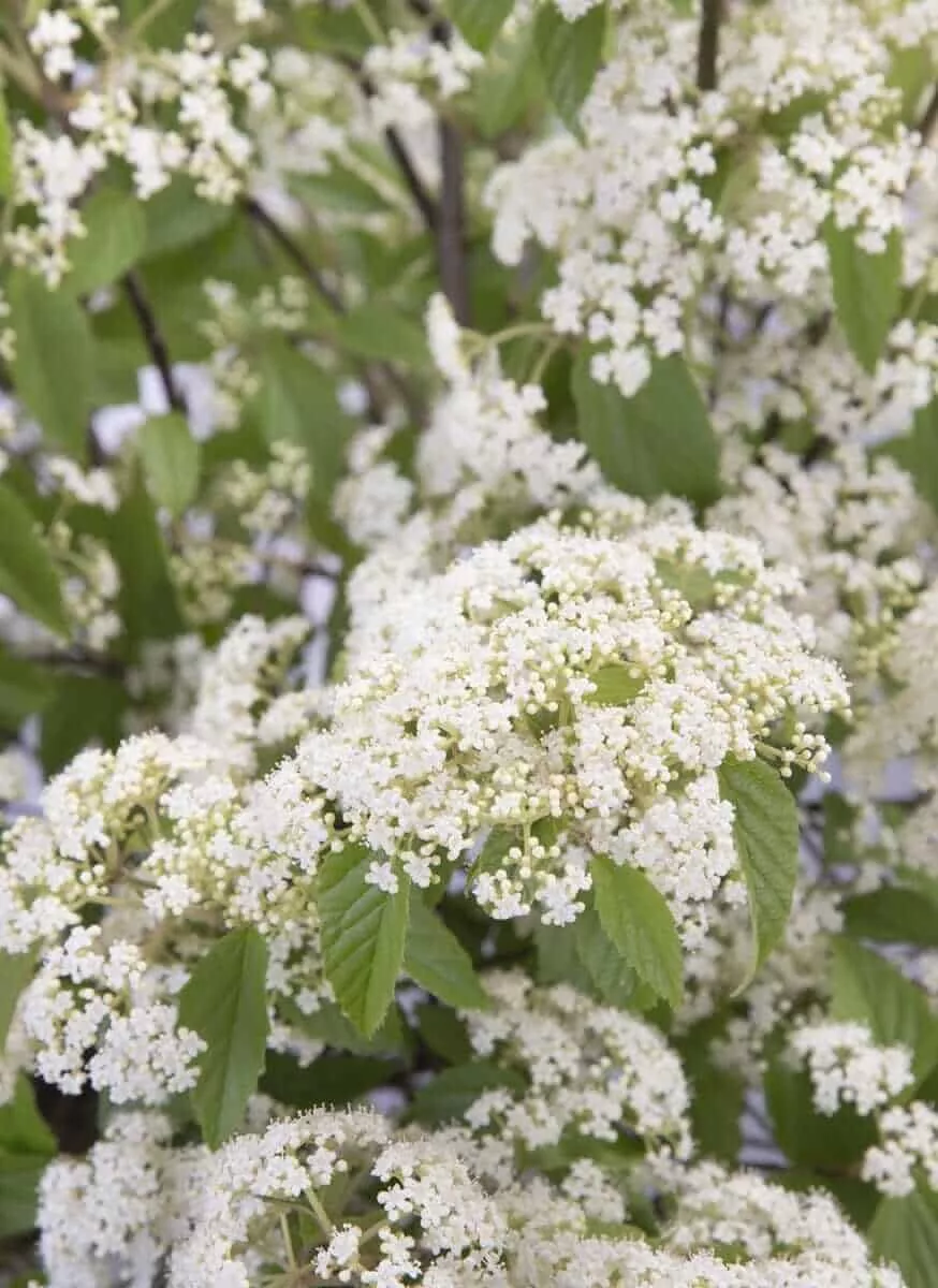 Snow Joey Viburnum