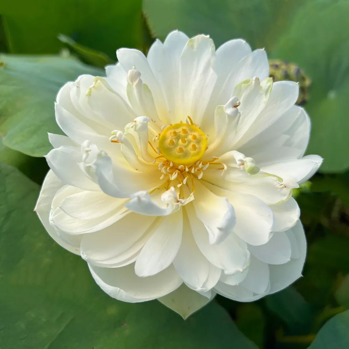 Snow White - Big pure white flowers!