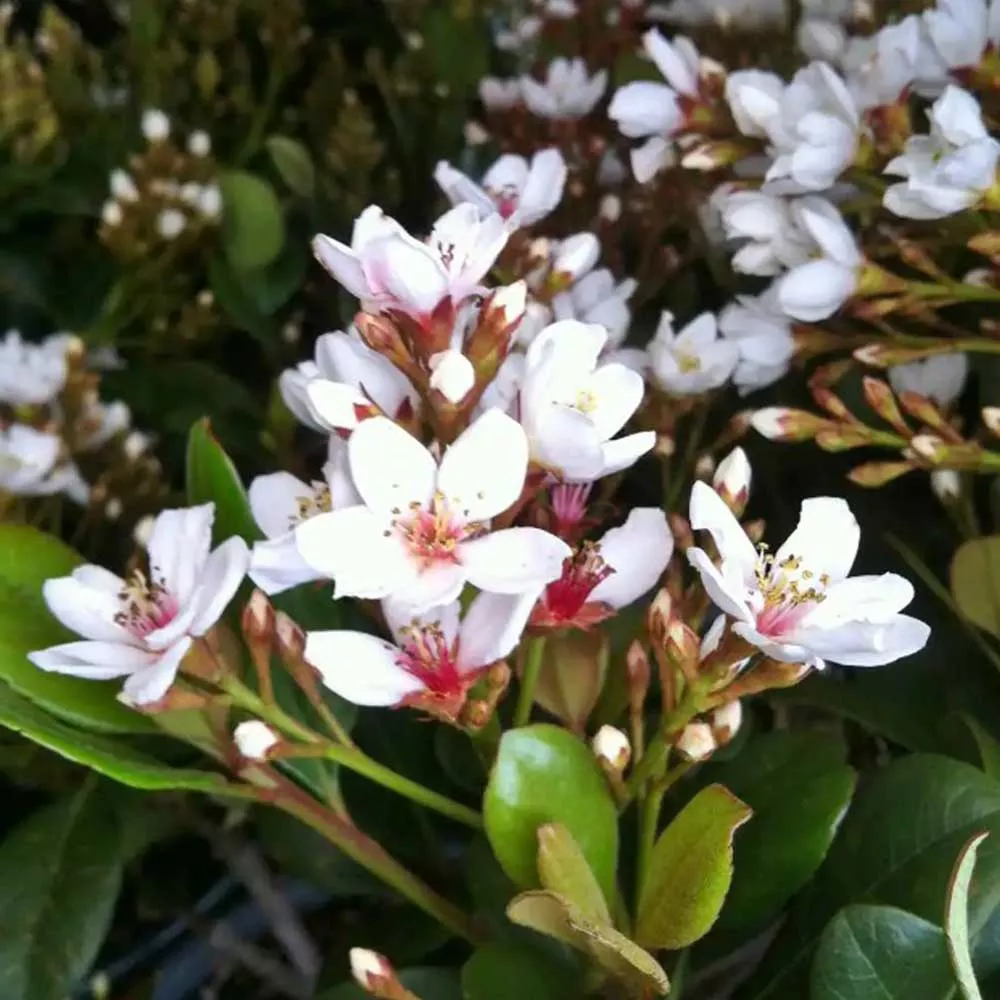 Snow White Indian Hawthorn