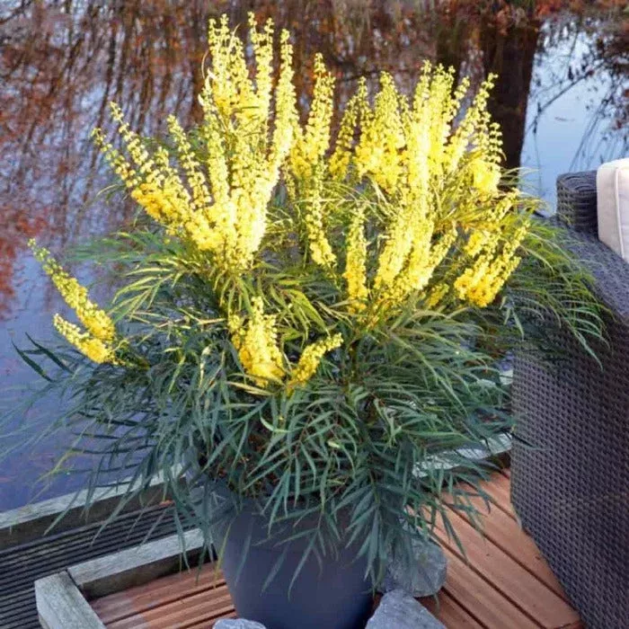 Soft Caress Mahonia