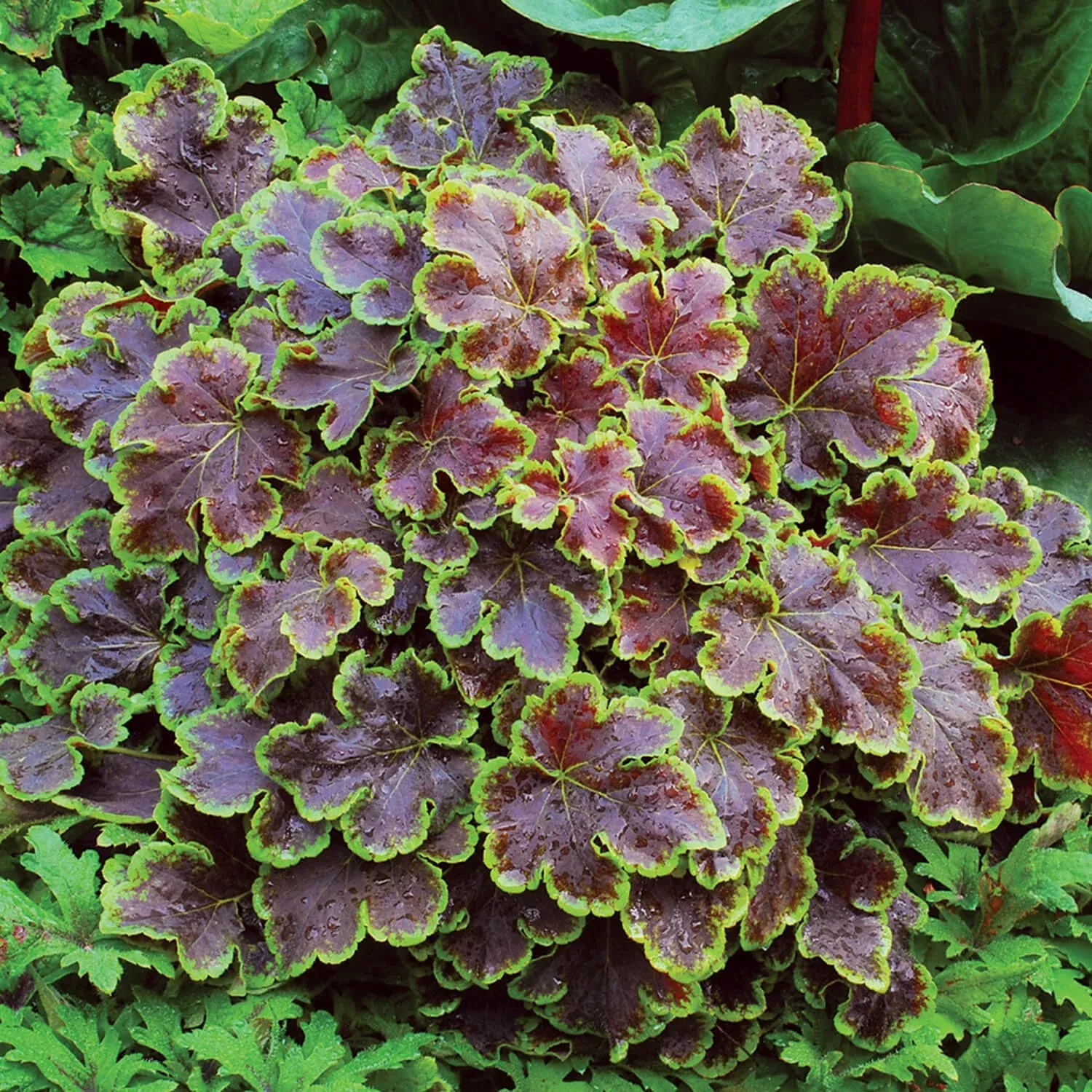 Solar Eclipse Heucherella