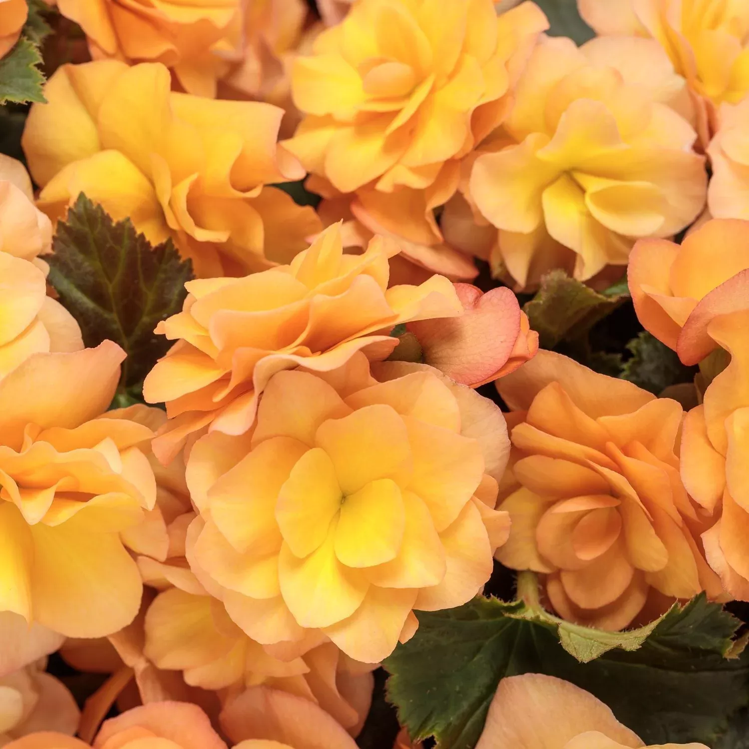 Solenia Apricot Rieger Begonia