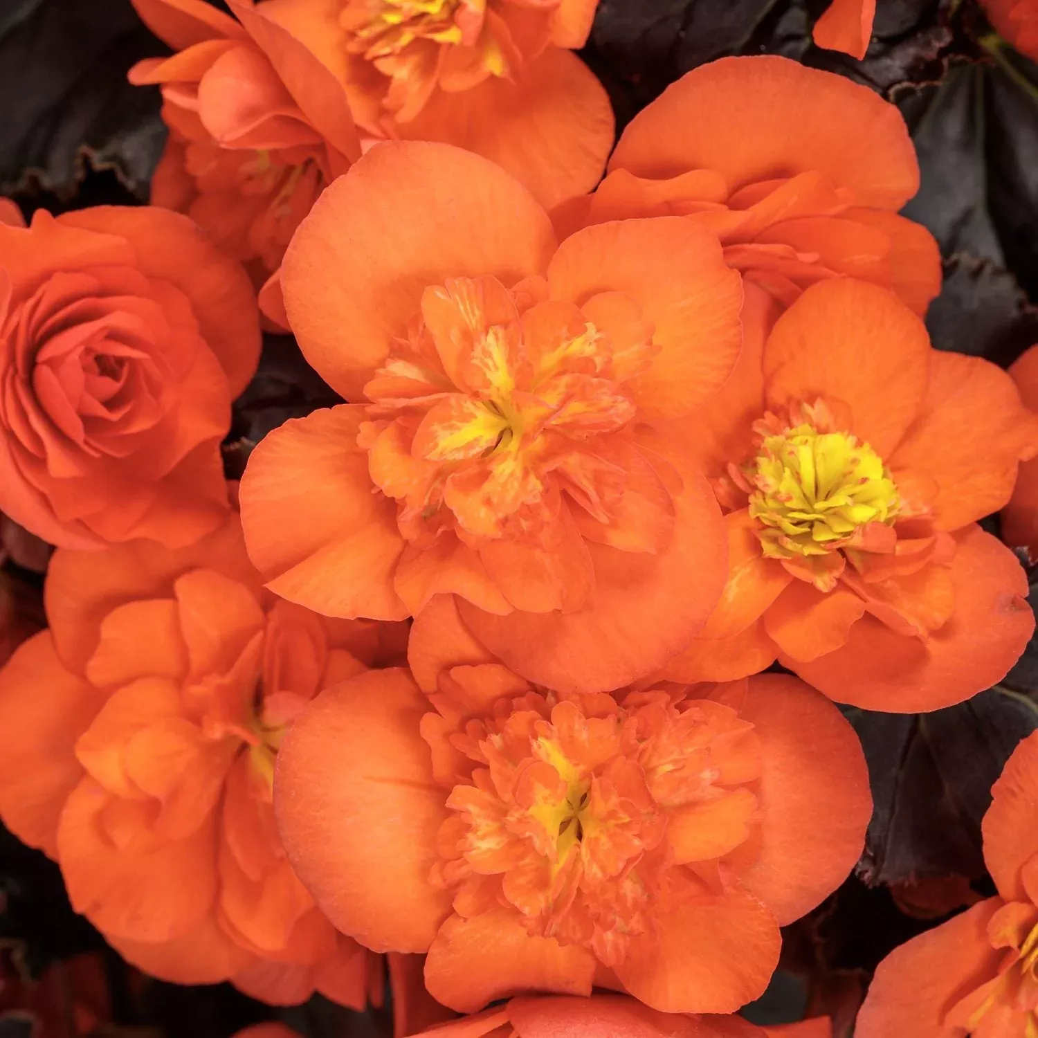 Solenia Chocolate Orange Rieger Begonia