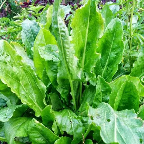 Sorrel Seeds - Large Leaf